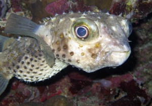Woodhouse Riff Pufferfish