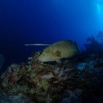 Abu Kafan Top Dive spots Brother Island - Napoleon