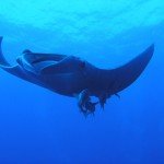 Gordon Riff Abu Kafan Top Dive Spot Manta