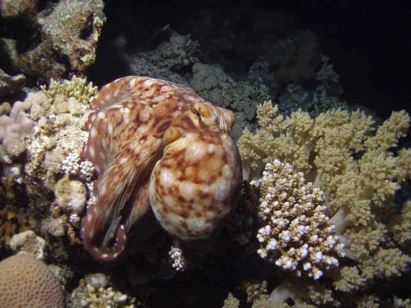Nachttauchen mit Oktopus