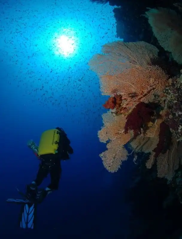 Ein Taucher mit einer gelben Sauerstoffflasche schwimmt in der Nähe eines leuchtenden Korallenriffs in tiefblauem Wasser. Zahlreiche kleine Fische umgeben sie, während Sonnenlicht von der Oberfläche herabfällt und die Szenerie erhellt.