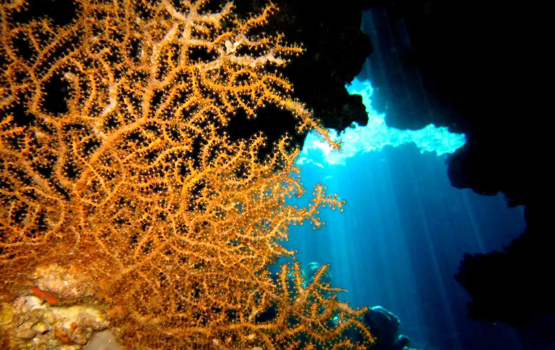Cave Riif