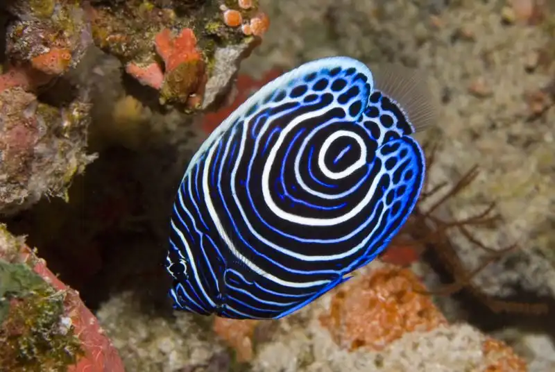 Ein lebhafter junger Kaiserfisch mit kräftigen blau-weißen Kreismustern schwimmt in der Nähe eines Korallenriffs. Das komplizierte Muster des Fisches wird durch die umgebende farbenfrohe Korallen- und Felsenumgebung unter Wasser akzentuiert.
