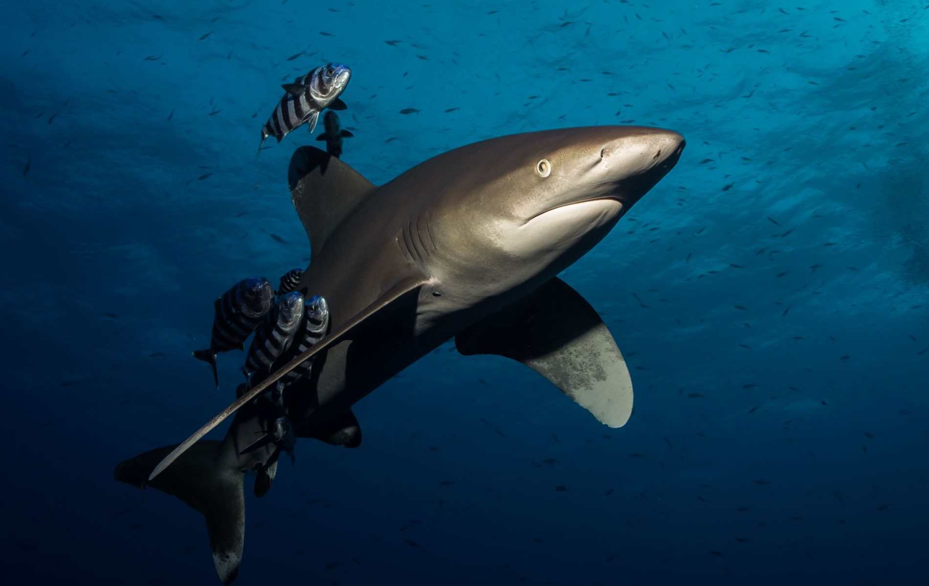 Über uns, Blue Planet Liveaboards, Tauchsafari Ägypte, Rotes Meer,