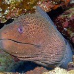 Gordon Reef Moray Eel