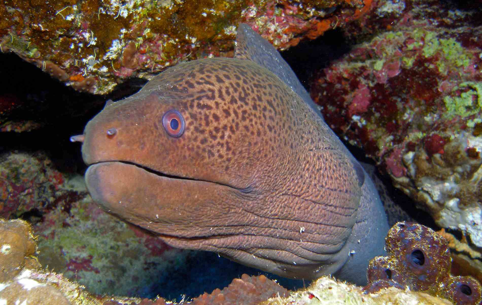 Gordon Reef Moray Eel