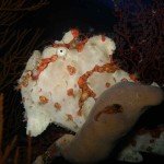 Panorama Reef Frogfish