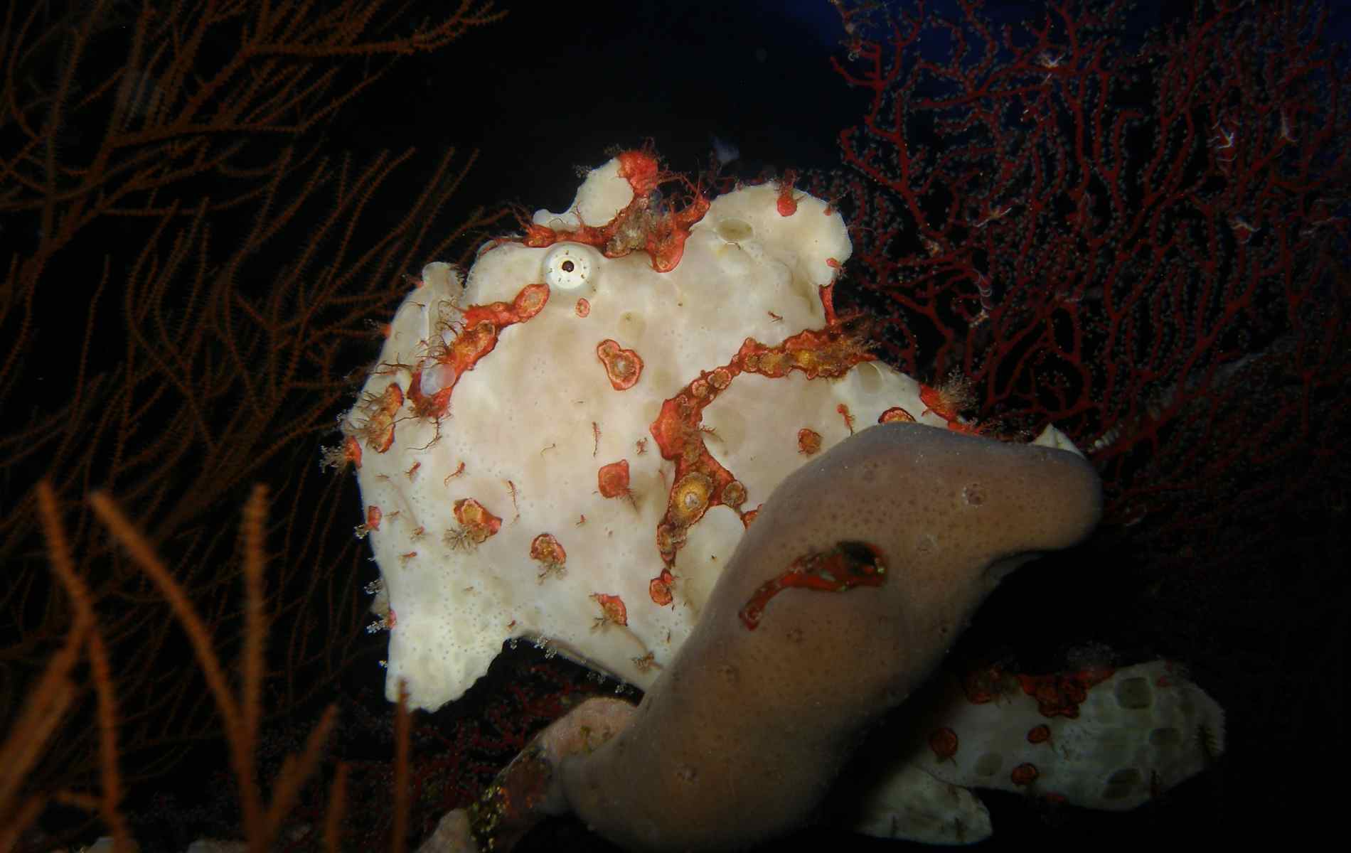 Panorama Reef Frogfish