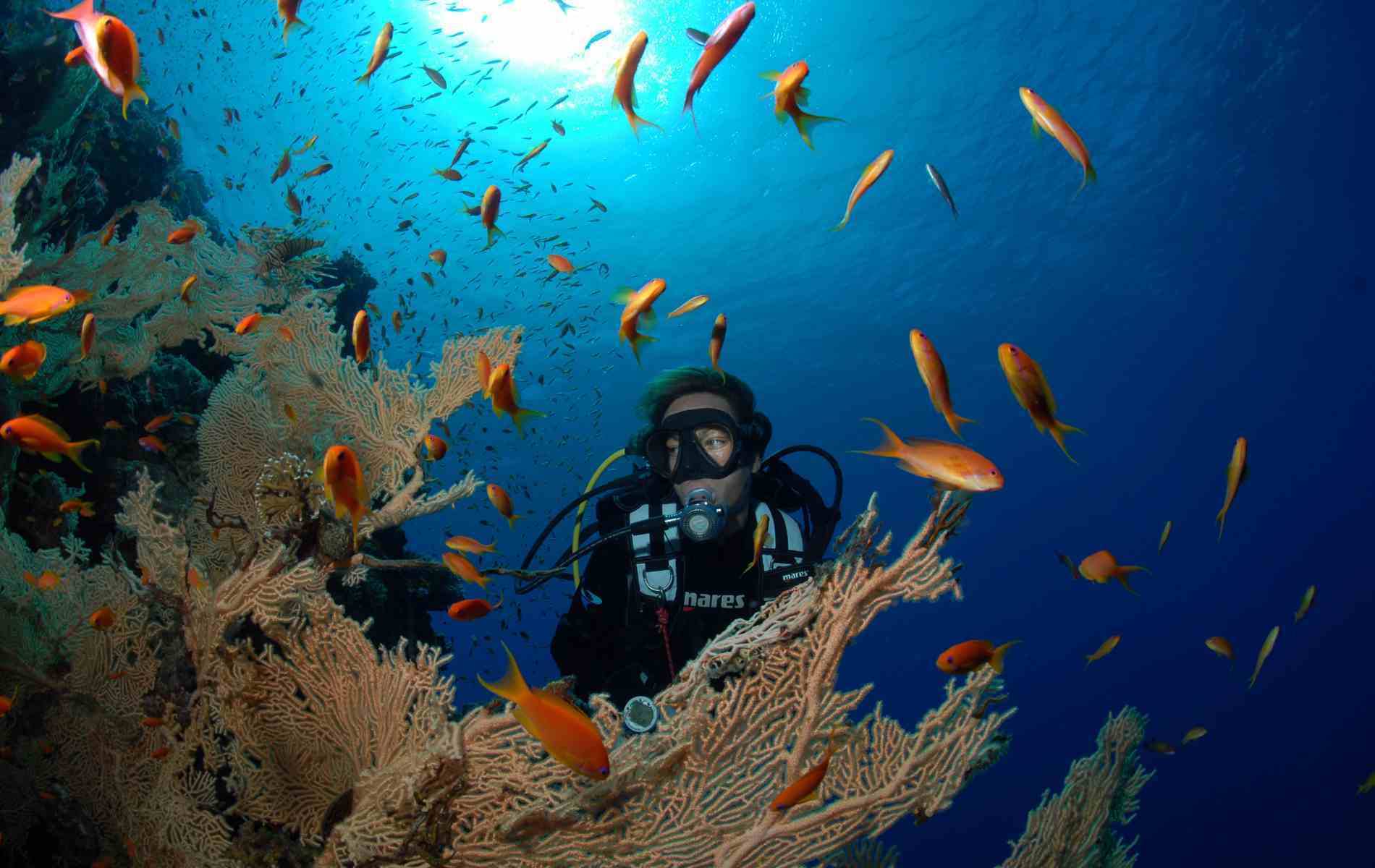 Diver at the reef